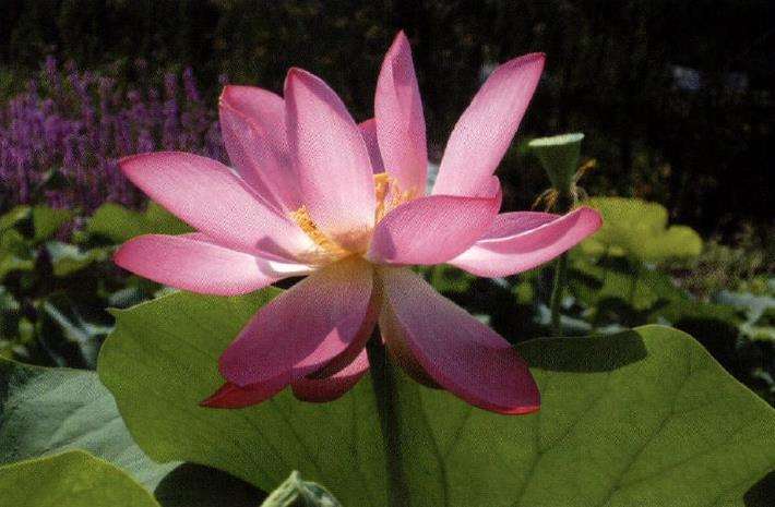 怎么提升荷花田景观的途径和技术