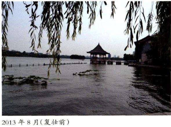 怎么影响荷花田景观的4个主要因素