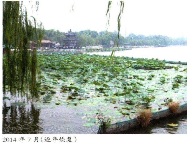 怎么影响荷花田景观的4个主要因素