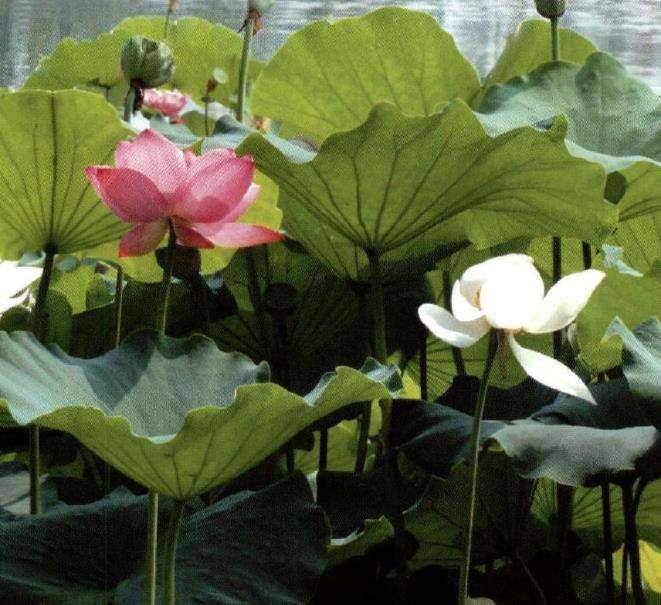 昆明荷花特质 特色的展现