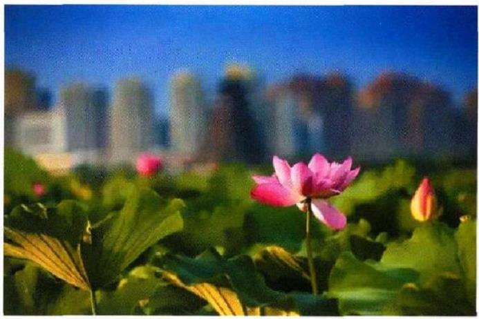 昆明荷花特质 特色的展现