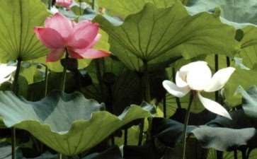 昆明荷花特质 特色的展现 图片