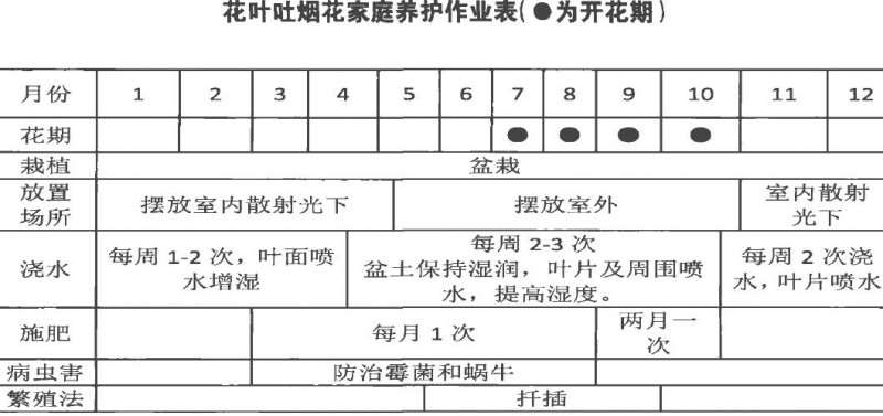 花叶吐烟花怎么养护的4个要点