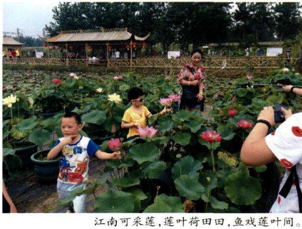 蚌埠市第三届荷花节