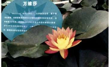 2017年 蚌埠市第三届荷花节 图片