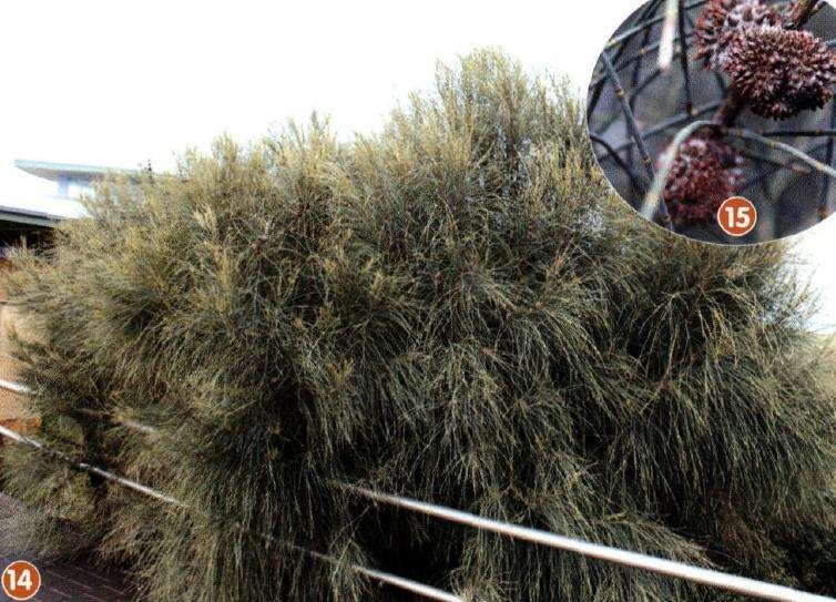 坎贝尔港国家公园有超过50000多植物