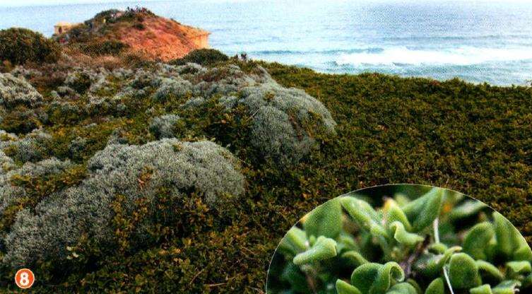 坎贝尔港国家公园有超过50000多植物