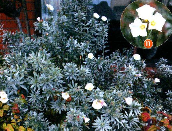 坎贝尔港国家公园有超过50000多植物