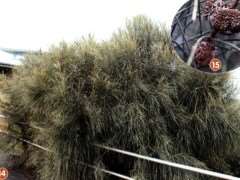 坎贝尔港国家公园有超过50000多植物