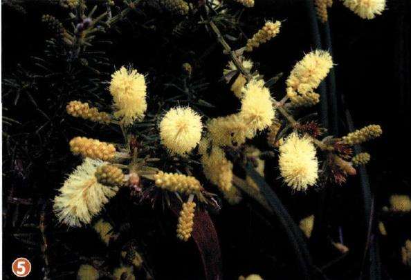 坎贝尔港国家公园有超过50000多植物