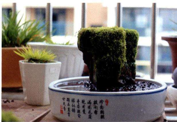 夏天如何养菖蒲