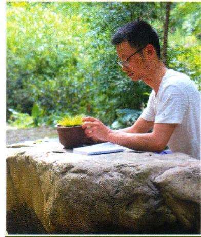 夏天如何养菖蒲的5个步骤 图片