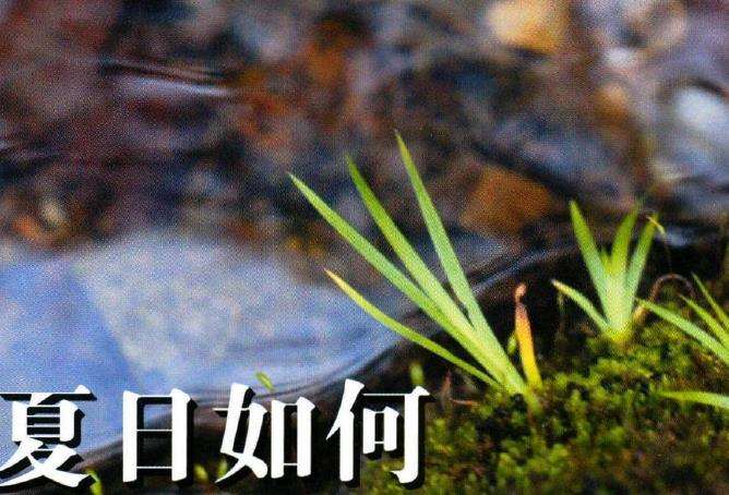 夏天如何养菖蒲