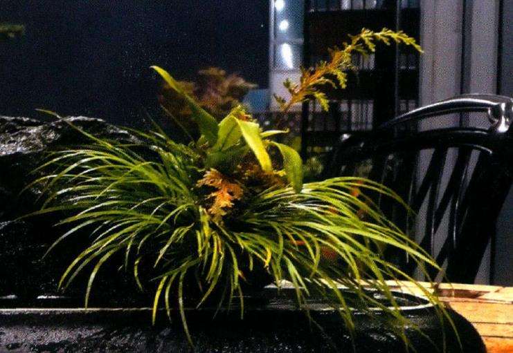 我是1个70后菖蒲玩家 图片