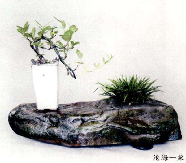 为什么养好一盆菖蒲是多么的艰辛