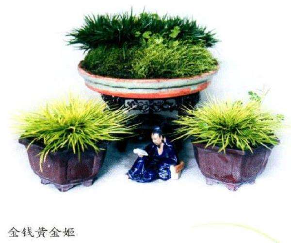 为什么养好一盆菖蒲是多么的艰辛