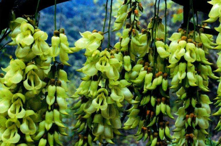 一朵禾雀花 似一只深紫色的小云雀