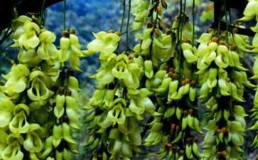 一朵禾雀花 似一只深紫色的小云雀