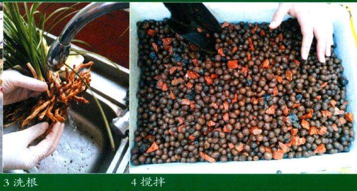 图解 兰花基质材料怎么配制的5个方法