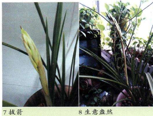 图解 兰花基质材料怎么配制的5个方法