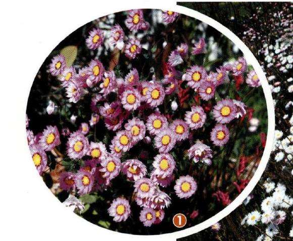 澳大利亚国王公园建于1890年 图片