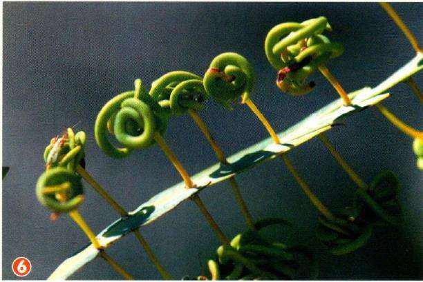 澳大利亚国王公园建于1890年 图片