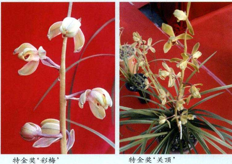 第27届中国 长沙兰花博览会