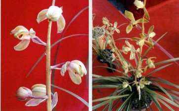 第27届中国 长沙兰花博览会 图片