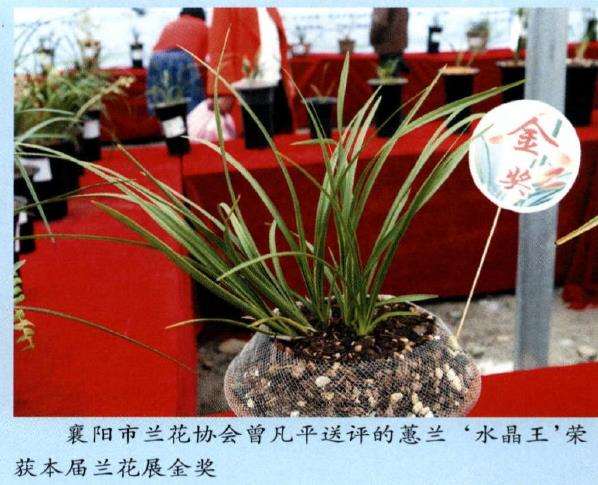 襄阳首届兰花展隆重举行
