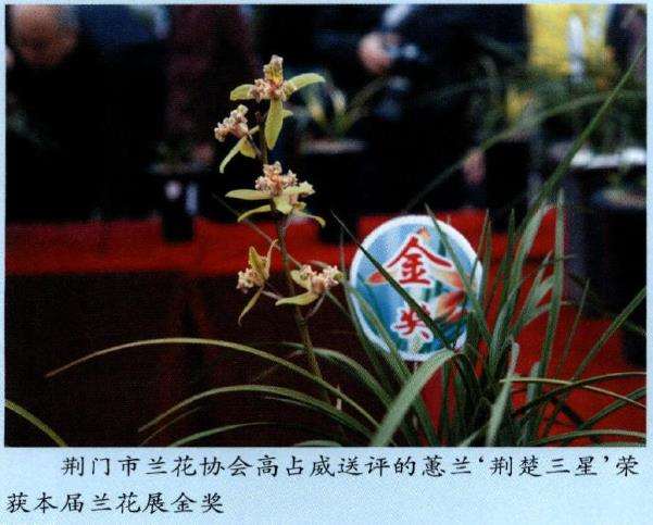 襄阳首届兰花展隆重举行