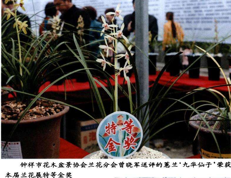 襄阳首届兰花展隆重举行