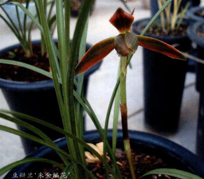 云南兰花产业座谈会盛兰花交易会