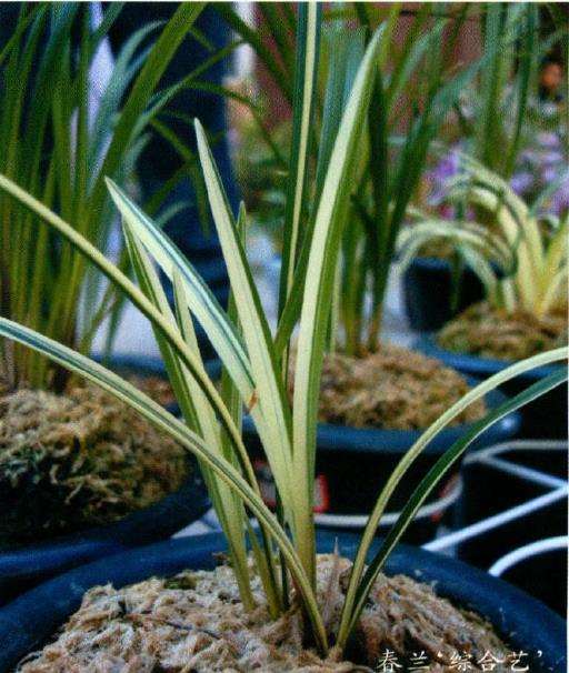 云南兰花产业座谈会盛兰花交易会