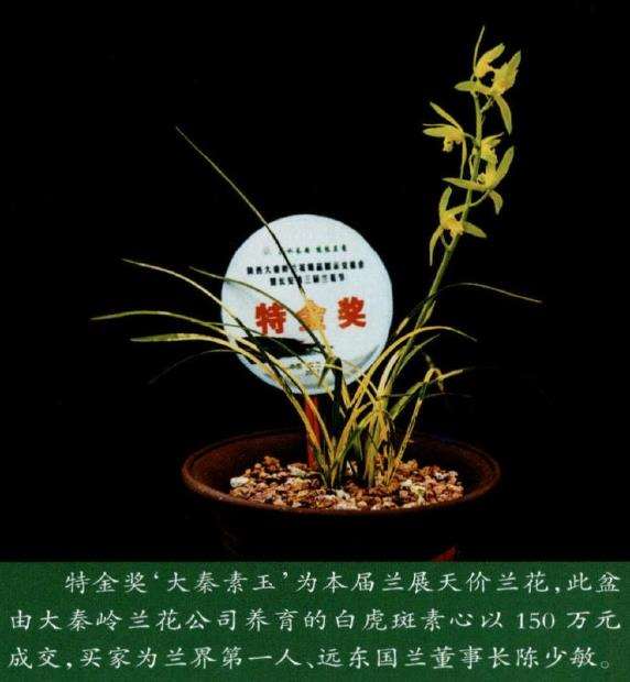 2017年长安第三届兰花节 图片