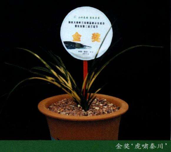 2017年长安第三届兰花节 图片