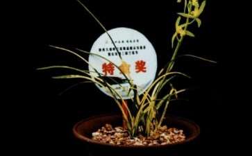 2017年长安第三届兰花节 图片