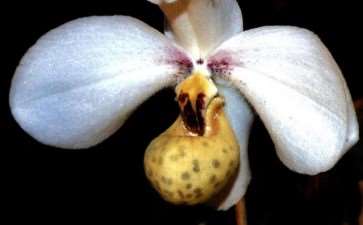 第六届中国科学院植物园 兰花各展蛟姿