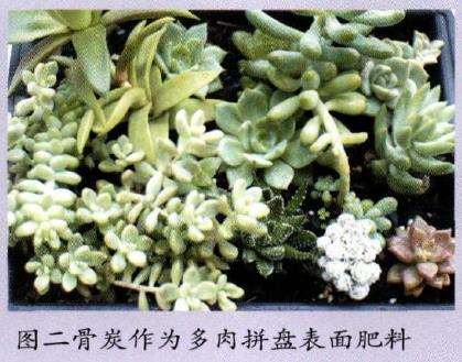 多肉植物怎么使用骨炭