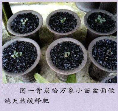 多肉植物怎么使用骨炭