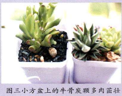 多肉植物怎么使用骨炭的9个步骤 图片