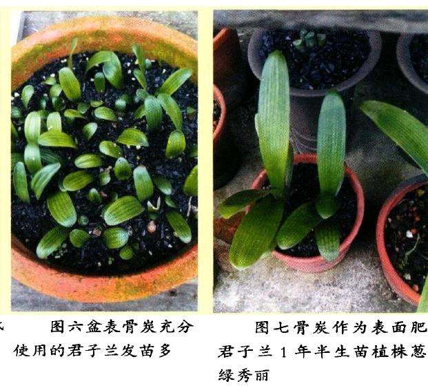 多肉植物怎么使用骨炭的9个步骤 图片