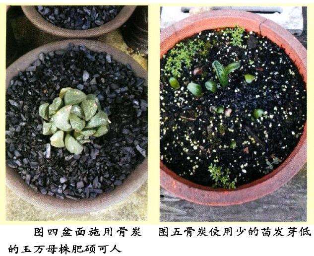 多肉植物怎么使用骨炭的9个步骤 图片