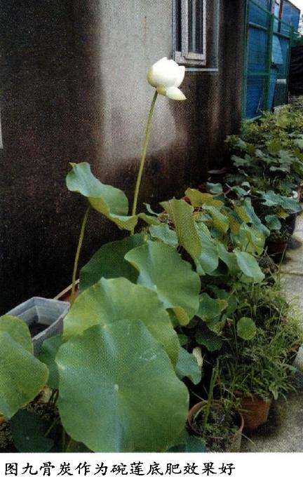 多肉植物怎么使用骨炭的9个步骤 图片