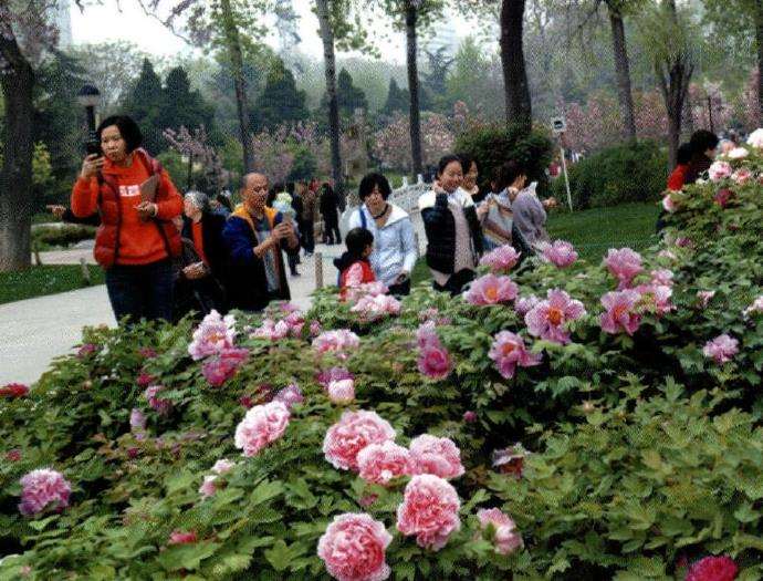 郑州园林局举办牡丹芍药花展