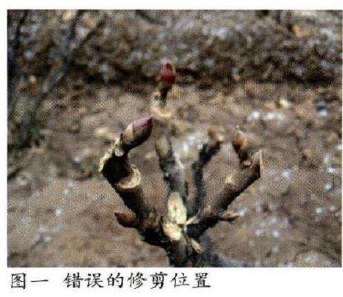 图解 牡丹怎么修剪的3个方法