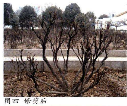 图解 牡丹怎么修剪的3个方法