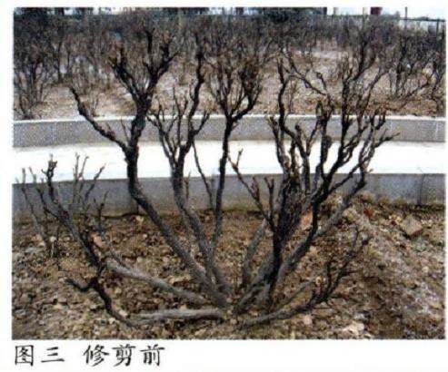 图解 牡丹怎么修剪的3个方法