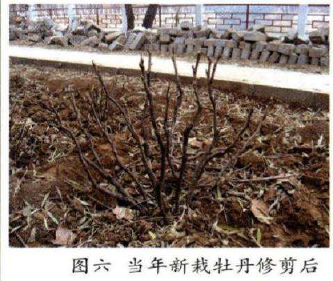 图解 牡丹怎么修剪的3个方法