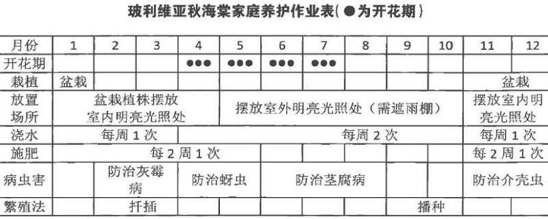 玻利维亚秋海棠怎么扦插浇水