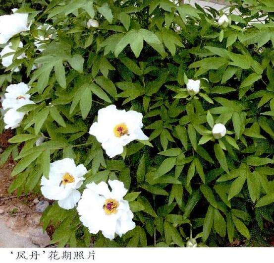 油用牡丹怎么育苗播种的5个步骤 图片